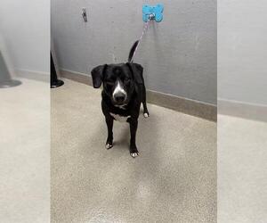 Mutt Dogs for adoption in Las Vegas, NV, USA