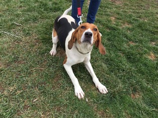 Small Treeing Walker Coonhound