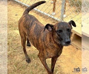 Dutch Shepherd -Unknown Mix Dogs for adoption in Washington, DC, USA