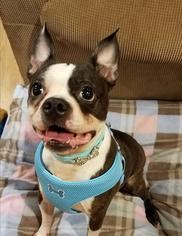 Boston Terrier Dogs for adoption in Decatur, GA, USA