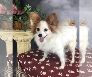 Papillon Dogs for adoption in Garland, TX, USA