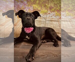 Mutt Dogs for adoption in Harrisville, WV, USA