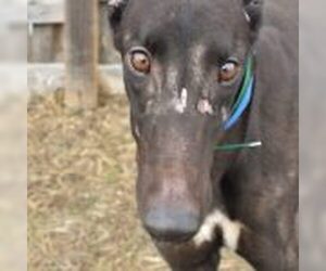 Greyhound Dogs for adoption in Grandville, MI, USA