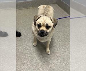 Pug-Unknown Mix Dogs for adoption in Las Vegas, NV, USA