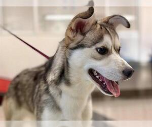 Siberian Husky-Unknown Mix Dogs for adoption in Santa Rosa, CA, USA