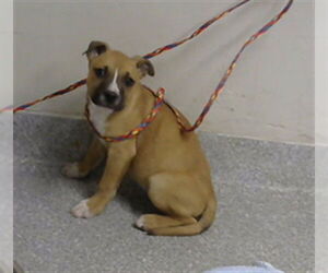 Boxer-Unknown Mix Dogs for adoption in Pasadena, TX, USA