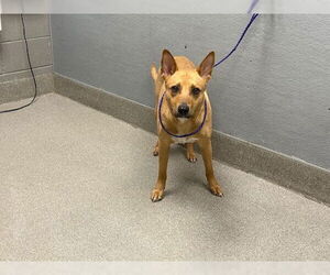 Labrador Retriever-Unknown Mix Dogs for adoption in Las Vegas, NV, USA