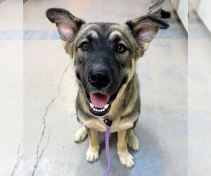 German Shepherd Dog Dogs for adoption in Bryant, AR, USA