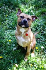 American French Bull Terrier Dogs for adoption in Sandy, OR, USA