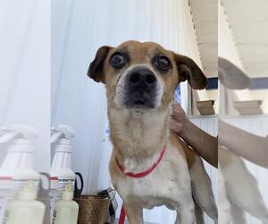 Chihuahua Dogs for adoption in Bakersfield, CA, USA