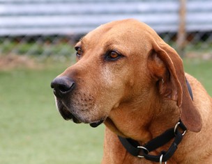 Medium Photo #1 Bloodhound-Unknown Mix Puppy For Sale in Asheville, NC, USA