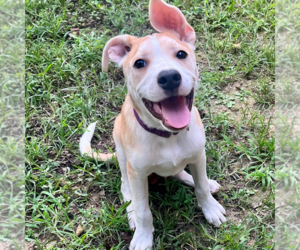 American Pit Bull Terrier-Unknown Mix Dogs for adoption in Calhoun, GA, USA