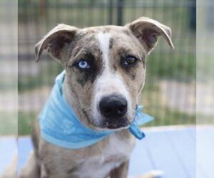 Catahoula Leopard Dog-Unknown Mix Dogs for adoption in San Antonio, TX, USA