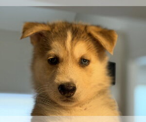 Siberian Husky-pomeranian spitz Mix Dogs for adoption in Holly Springs, NC, USA