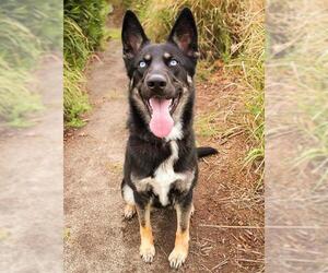 German Shepherd Dog-Siberian Husky Mix Dogs for adoption in Sacramento, CA, USA