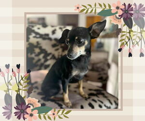 Miniature Pinscher-Unknown Mix Dogs for adoption in Yuba City, CA, USA
