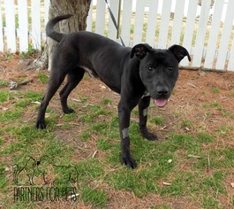 American Pit Bull Terrier-Labrador Retriever Mix Dogs for adoption in Troy, IL, USA