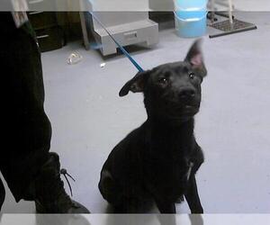 German Shepherd Dog-Unknown Mix Dogs for adoption in Fayetteville, NC, USA