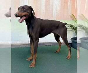 Medium Photo #1 Doberman Pinscher Puppy For Sale in Pasadena, CA, USA