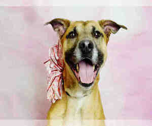 Black Mouth Cur Dogs for adoption in Fort Lauderdale, FL, USA