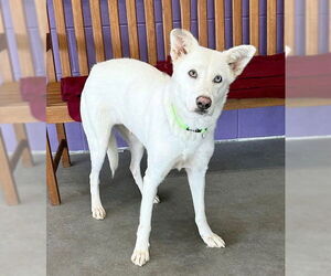 Huskies -white german shepherd Mix Dogs for adoption in Genesee, WI, USA