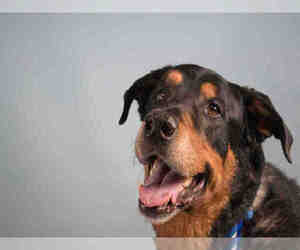 Labrottie Dogs for adoption in Fort Collins, CO, USA