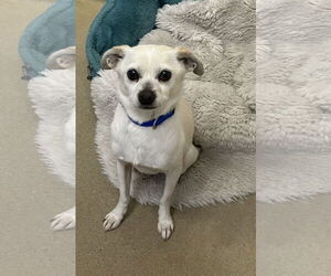 Chihuahua Dogs for adoption in Petaluma, CA, USA