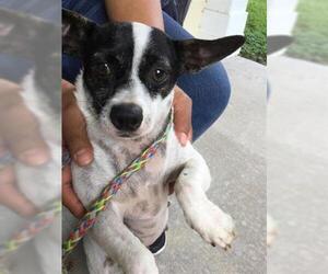 Rat Terrier Dogs for adoption in Vero Beach, FL, USA