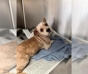 Mutt Dogs for adoption in Downey, CA, USA