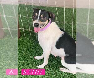 Rat Terrier Dogs for adoption in Pipe Creek, TX, USA