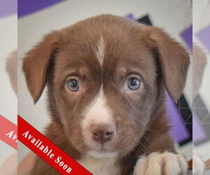 - Mix Dogs for adoption in Huntley, IL, USA