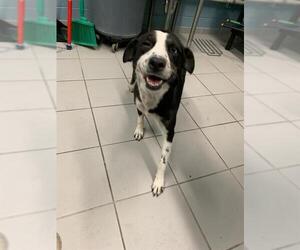 Labrador Retriever-Unknown Mix Dogs for adoption in Corpus Christi, TX, USA