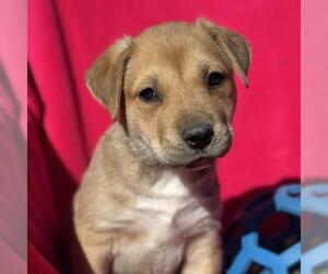 Labrador Retriever-Unknown Mix Dogs for adoption in San Diego, CA, USA