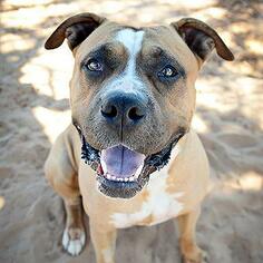 American Bulldog Dogs for adoption in Kanab, UT, USA