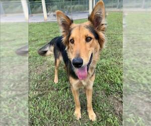 German Shepherd Dog Dogs for adoption in Conroe, TX, USA