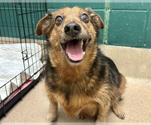 Schnauzer (Giant)-Unknown Mix Dogs for adoption in Raleigh, NC, USA