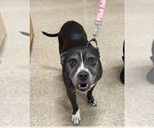 Medium Photo #1 Boxador Puppy For Sale in Foristell, MO, USA