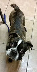 Boston Terrier Dogs for adoption in Livonia, MI, USA