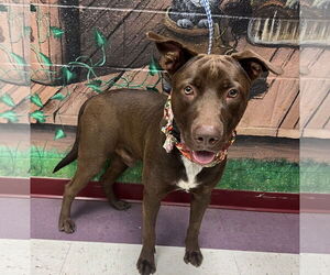 Labrador Retriever-Unknown Mix Dogs for adoption in Euless, TX, USA