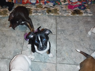 Beagle Dogs for adoption in Hockessin, DE, USA