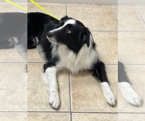 Border Collie Dogs for adoption in Valrico, FL, USA