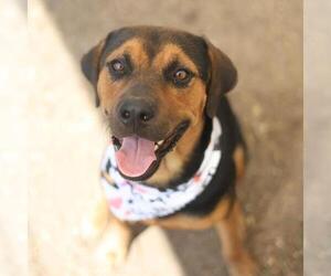 Mutt Dogs for adoption in San Antonio, TX, USA