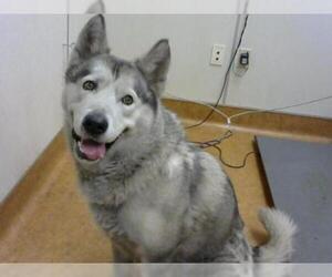 Alaskan Malamute Dogs for adoption in Sacramento, CA, USA
