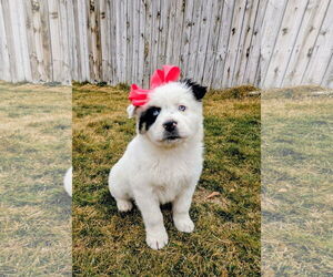 Australian Shepherd-Unknown Mix Dogs for adoption in Sandy, UT, USA