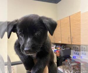 Border Collie-Unknown Mix Dogs for adoption in Modesto, CA, USA