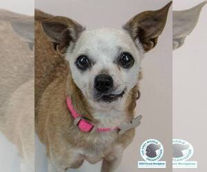 Chihuahua-Unknown Mix Dogs for adoption in Kennesaw, GA, USA