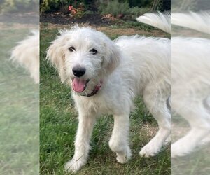 Labradoodle Dogs for adoption in Doylestown, PA, USA