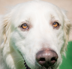 Golden Pyrenees Dogs for adoption in Naples, FL, USA