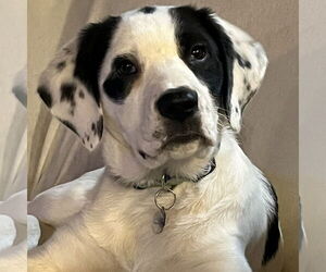 Pointer-Unknown Mix Dogs for adoption in Fargo, ND, USA