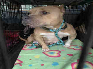 Staffordshire Bull Terrier Dogs for adoption in Fort Walton Beach, FL, USA